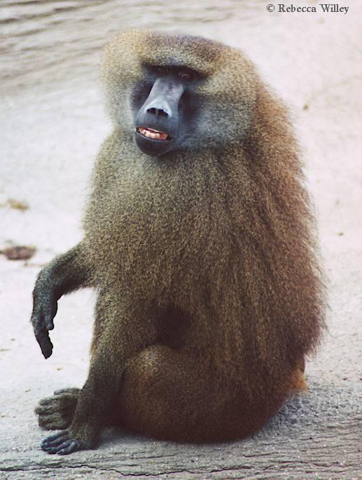 Brookfield Zoo pics - Baboon (may be a repost); Image ONLY