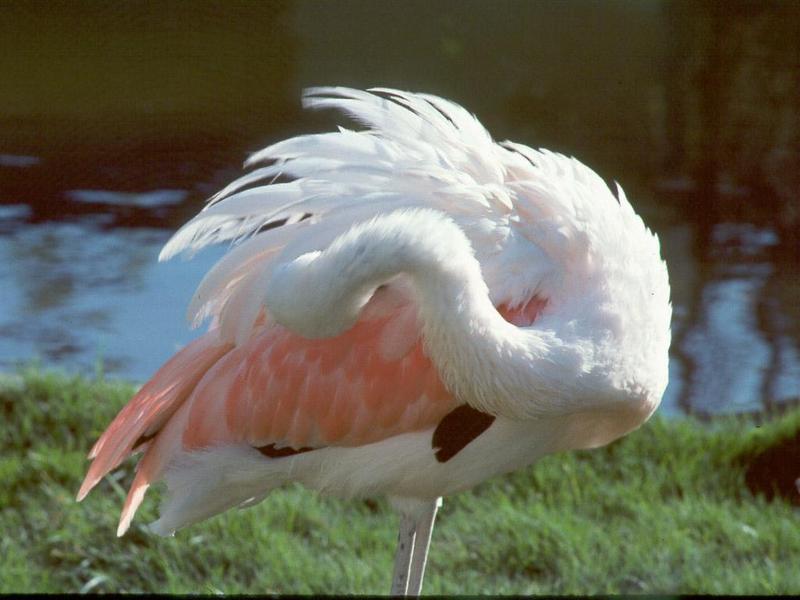 Itchy Flamingo - ItchyFlamingo.jpg; DISPLAY FULL IMAGE.