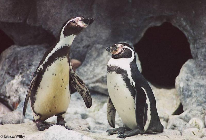 Brookfield Zoo pics - penguins; DISPLAY FULL IMAGE.