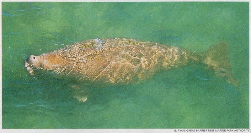 Re: Dugong pictures - doejong.jpg; DISPLAY FULL IMAGE.