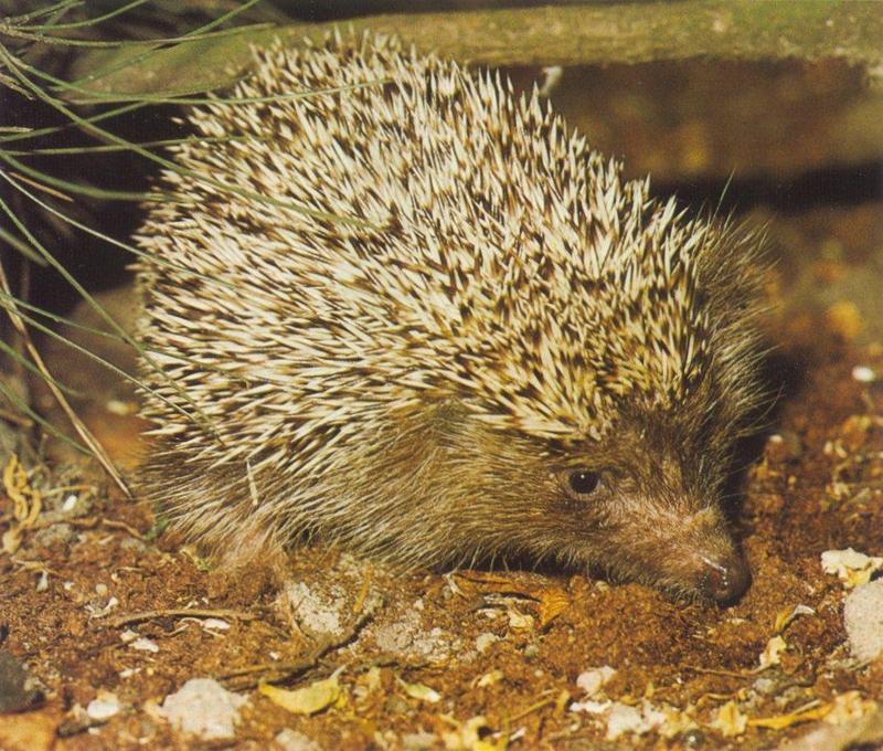 Re: Hedgehogs - egel.jpg -- West European Hedgehog (Erinaceus europaeus); DISPLAY FULL IMAGE.