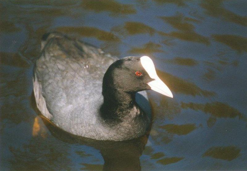 Birds from Holland - coot.jpg; DISPLAY FULL IMAGE.