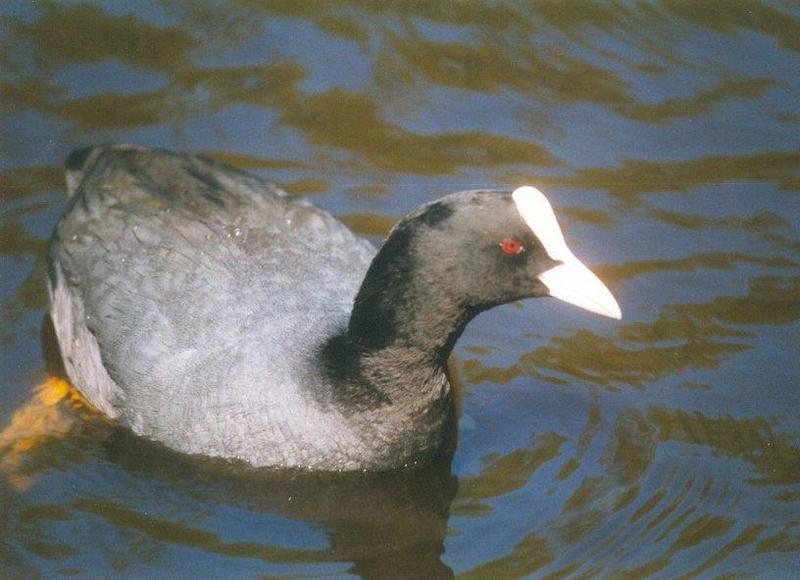 Birds from Holland - coot2.jpg; DISPLAY FULL IMAGE.