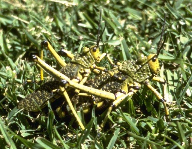 Re: req: insect pix - grasshoppers.jpg; Image ONLY