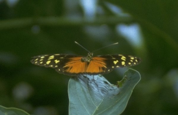 Re: req: insect pix - Heliconius_hecale.jpg; Image ONLY