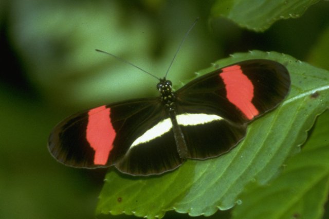 Re: req: insect pix - Heliconius melpomene 2.jpg; Image ONLY
