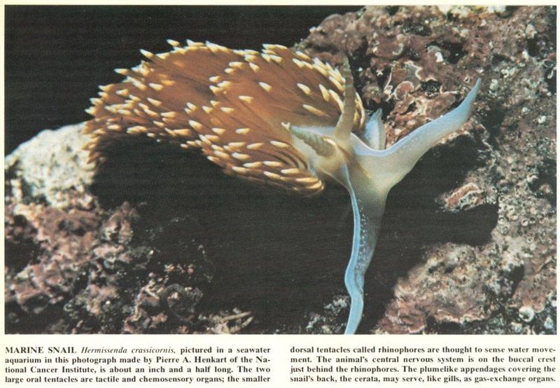 Scans from Scientific American - Hermissenda crassicornis.jpg; DISPLAY FULL IMAGE.