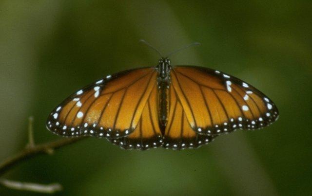 Re: req: insect pix - monarch butterfly (Danaus plexippus) - monarch.jpg; Image ONLY
