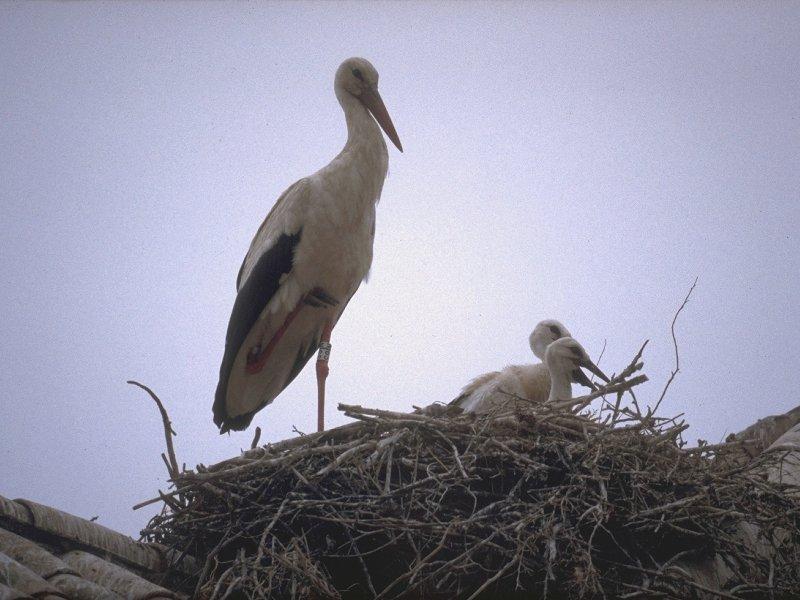 Re: Storks Please - ooievaar.jpg; DISPLAY FULL IMAGE.
