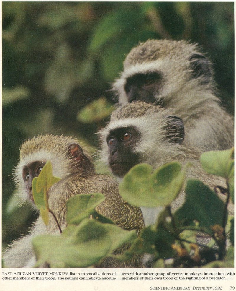Scans from Scientific American - vervet_monkeys.jpg; DISPLAY FULL IMAGE.