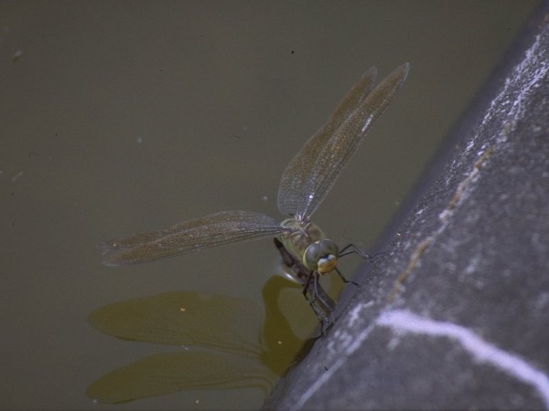 Re: req: insect pix - egglaying_dragonfly2.jpg; DISPLAY FULL IMAGE.