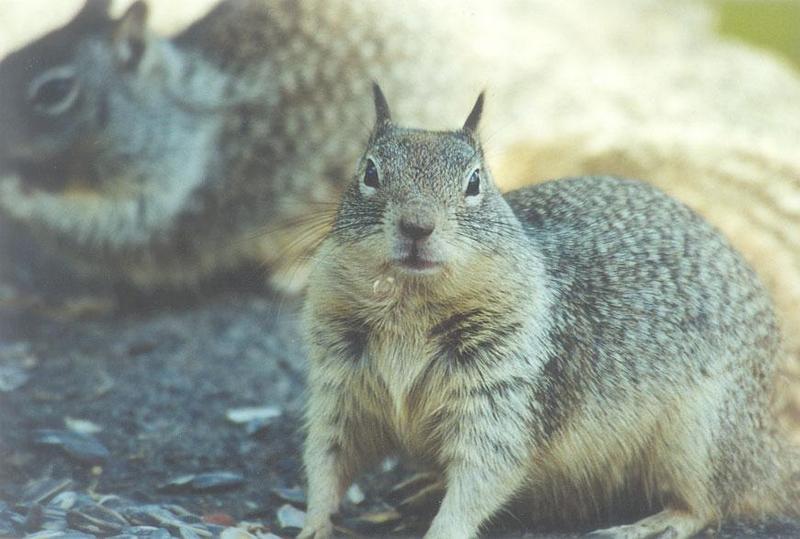 Calif Ground Squirrel march2.jpg (1/1); DISPLAY FULL IMAGE.