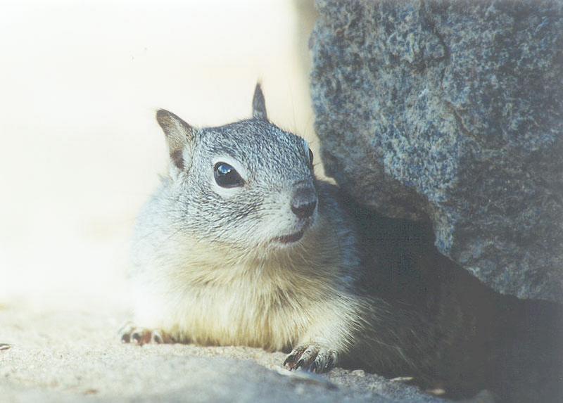 Calif Ground Squirrel march3.jpg (1/1); DISPLAY FULL IMAGE.