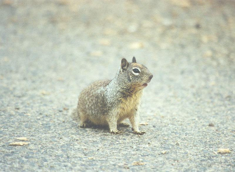 Calif Ground Squirrel march5.jpg (1/1); DISPLAY FULL IMAGE.