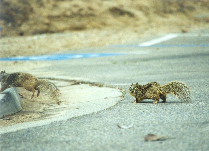 Calif Ground Squirrel march6.jpg (1/1); DISPLAY FULL IMAGE.