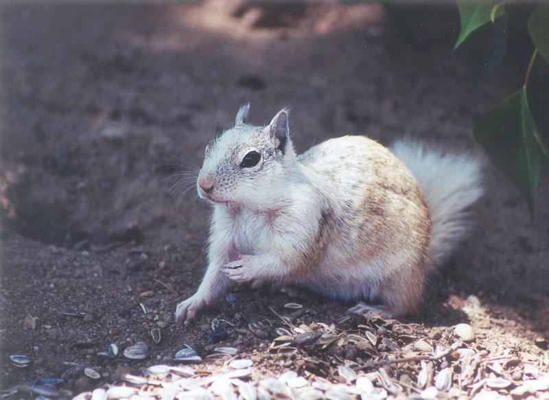 Calif Ground Squirrel march7.jpg (1/1); DISPLAY FULL IMAGE.