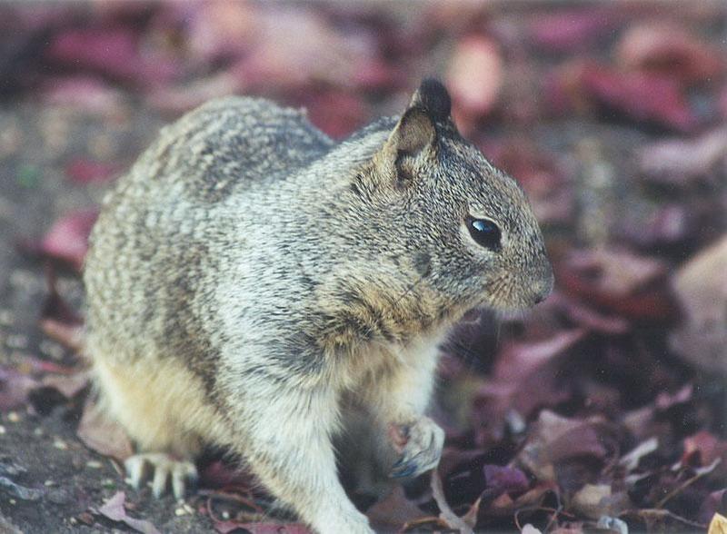 Calif Ground Squirrel march10.jpg (1/1); DISPLAY FULL IMAGE.