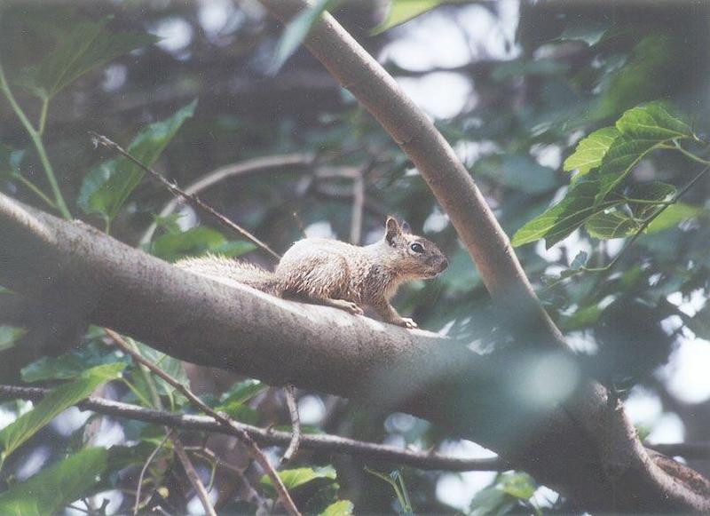 squirrel - may2.jpg; DISPLAY FULL IMAGE.