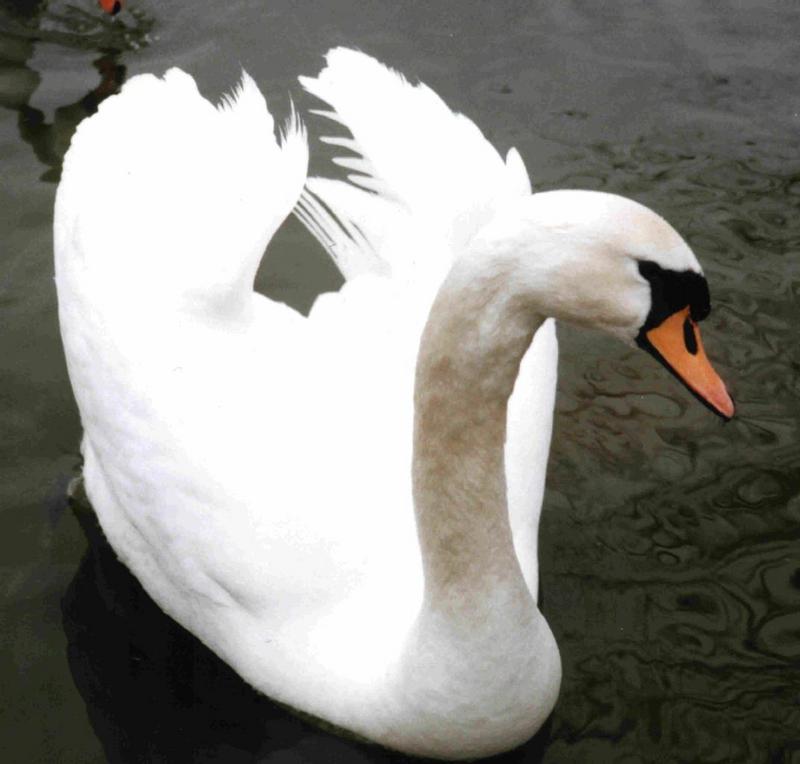 Swan - first time scanner; DISPLAY FULL IMAGE.
