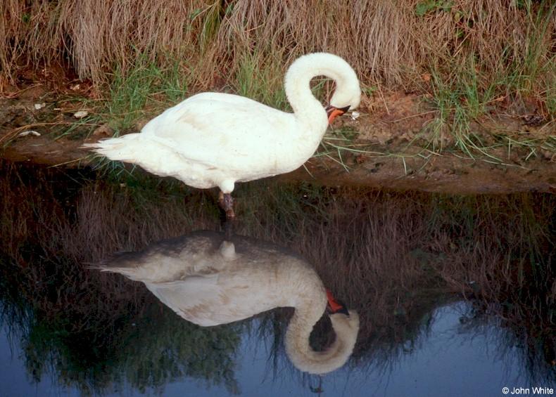 Re: Request:  Swan pictures; DISPLAY FULL IMAGE.