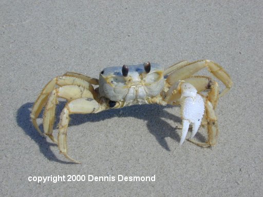 Ghost Crab; Image ONLY