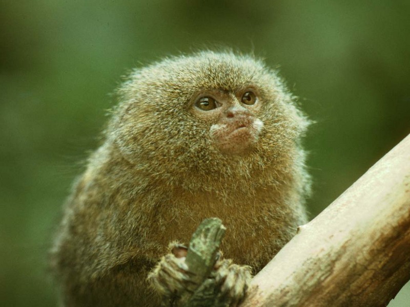 Pygmy primate 2 - pygmy marmoset (Cebuella pygmaea); DISPLAY FULL IMAGE.