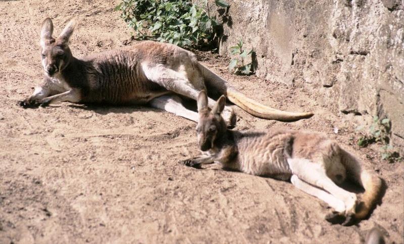 Hagenbeck Zoo - pair of red kangaroos - more tigers to come in a moment :-); DISPLAY FULL IMAGE.