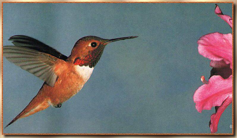 Hummingbird - Rufous; DISPLAY FULL IMAGE.