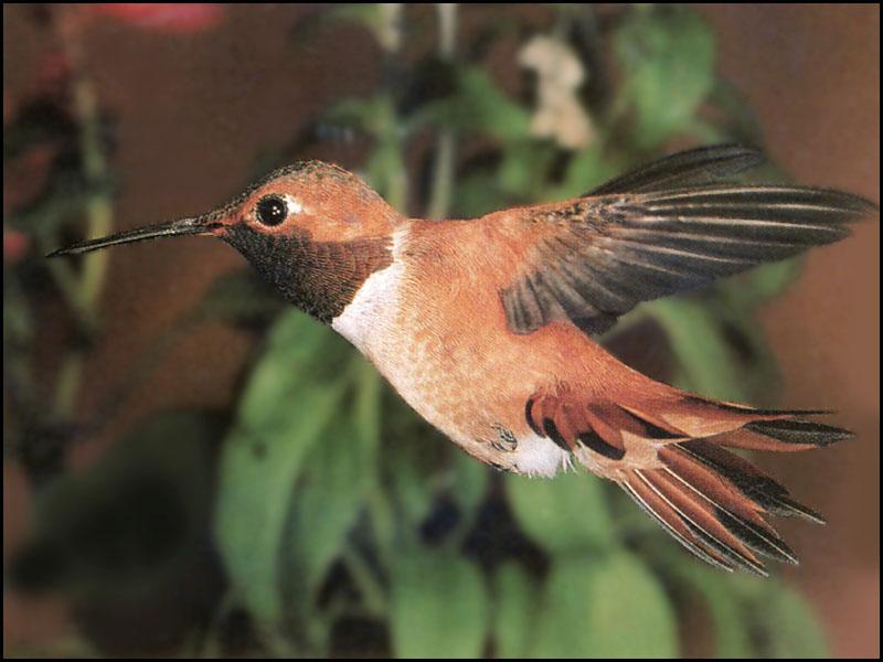 Hummingbird - Rufous Hummingbird 103a; DISPLAY FULL IMAGE.