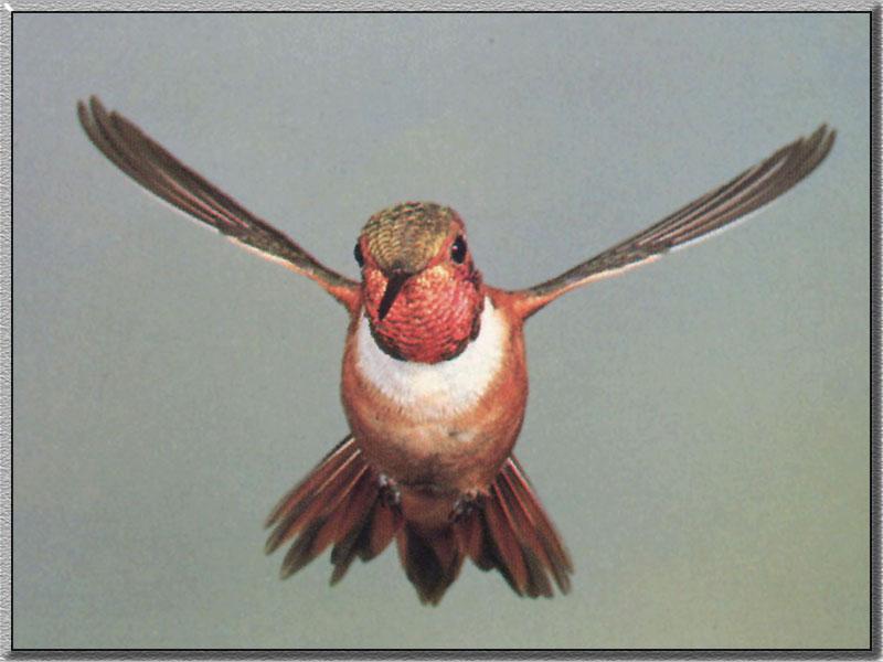 Rufous Hummingbird  (15); DISPLAY FULL IMAGE.