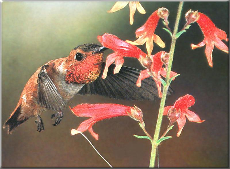 Hummingbird - Rufous Hummingbird 99; DISPLAY FULL IMAGE.