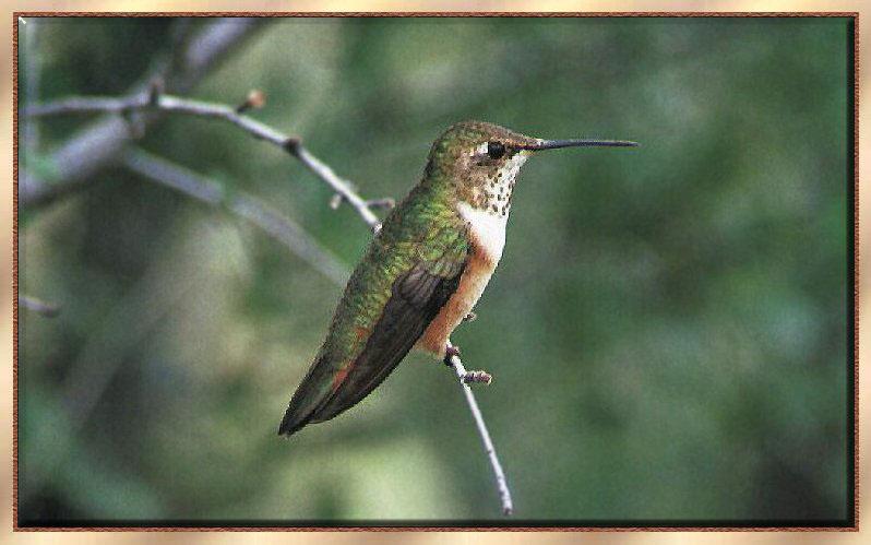 Hummingbird - Rufous; DISPLAY FULL IMAGE.
