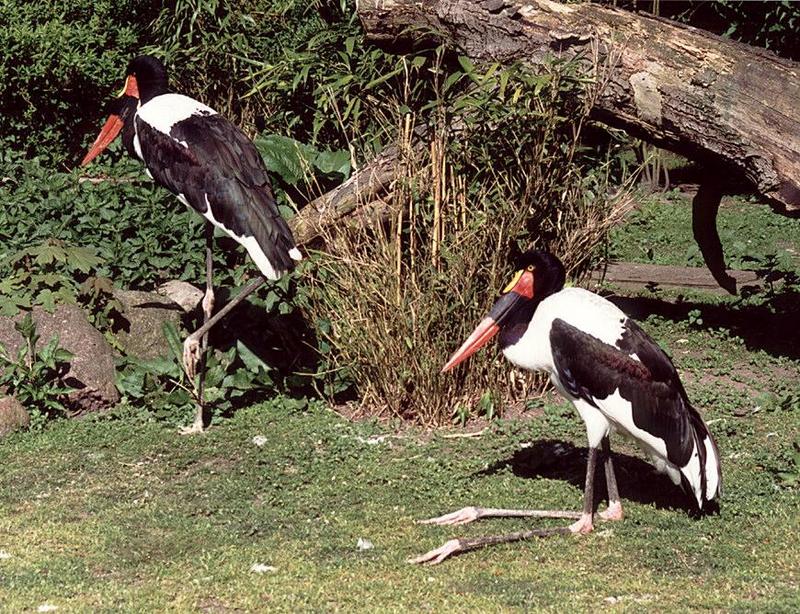 Hagenbeck Zoo aviary - can anyone name these two beauties? -- Saddle-billed Storks, Ephippiorhynchus senegalensis; DISPLAY FULL IMAGE.