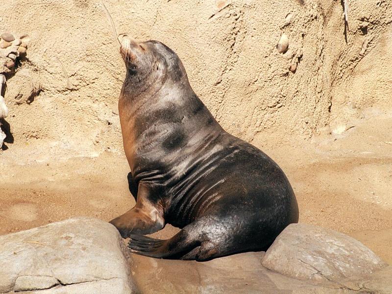 Scanning of my 1998 California pics resumed - Sea lion in San Diego Zoo - 1024x768; DISPLAY FULL IMAGE.