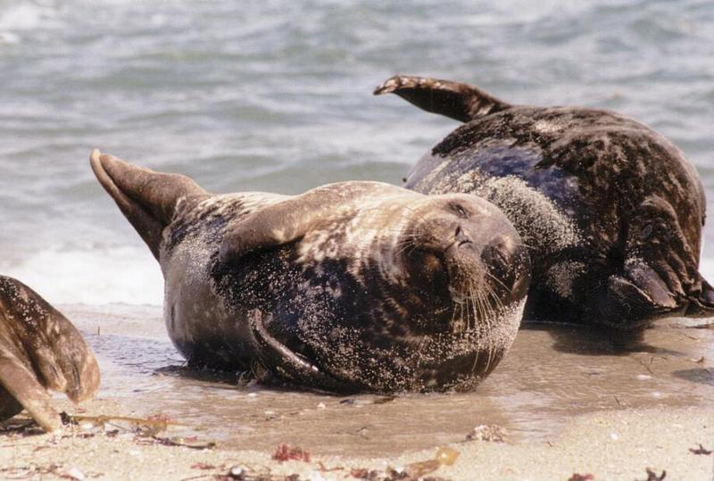 More California souvenirs - another seal at La Jolla Beach ...; DISPLAY FULL IMAGE.