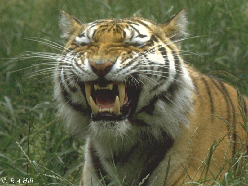 Siberian Tigress; DISPLAY FULL IMAGE.