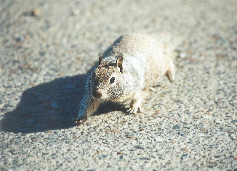 California Ground Squirrel skwerl0.jpg; DISPLAY FULL IMAGE.