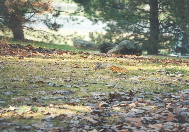 Fox squirrel skwerl3.jpg; DISPLAY FULL IMAGE.