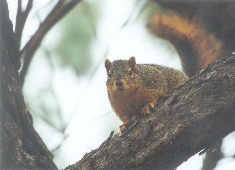 fox squirrel skwerl14.jpg; DISPLAY FULL IMAGE.