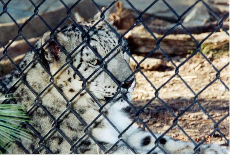 Snow Leopard; DISPLAY FULL IMAGE.