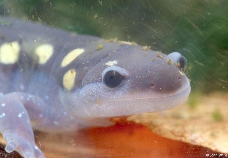 Underwater close-up of a Spotted Salamander; DISPLAY FULL IMAGE.