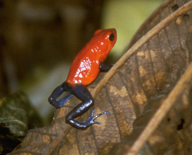 Strawberry poison dart frog - Dendrobates pumilio; DISPLAY FULL IMAGE.