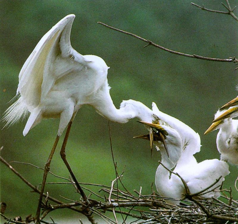 Birds of Korea - Intermediate Egret (?); DISPLAY FULL IMAGE.