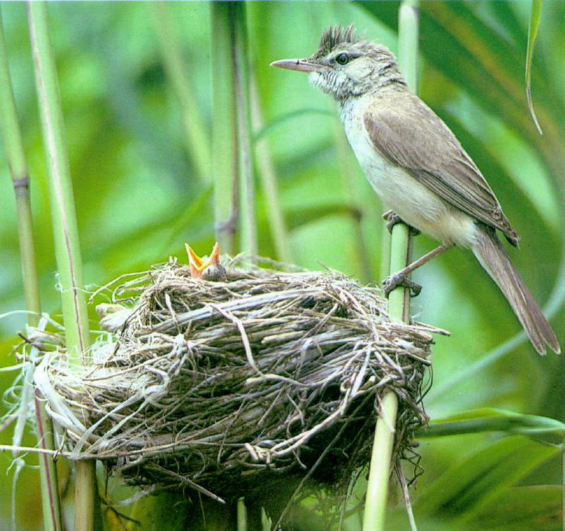 Birds of Korea - Great Reed Warbler (개개비); DISPLAY FULL IMAGE.