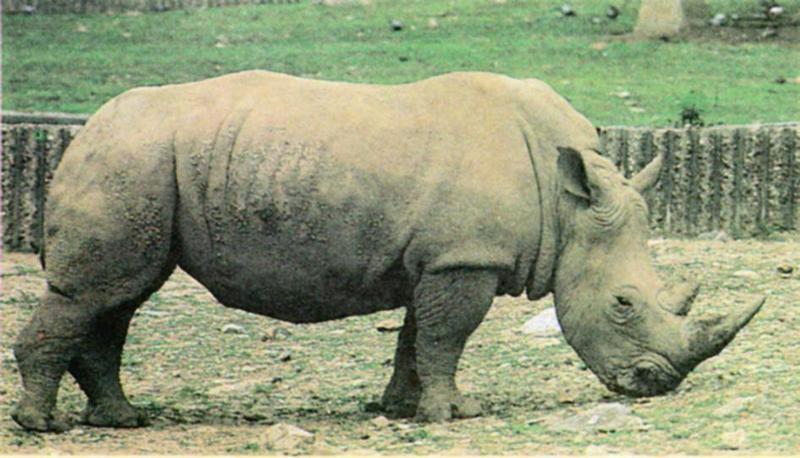 White Rhinoceros J02 - Closeup; DISPLAY FULL IMAGE.