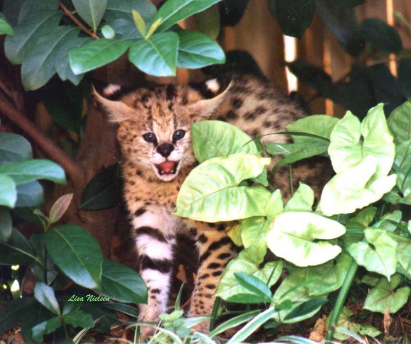 baby serval - bbyserv2.jpg (1/1); DISPLAY FULL IMAGE.