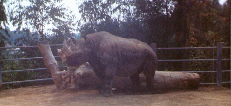 Rhino = hook-lipped rhinoceros (Diceros bicornis); DISPLAY FULL IMAGE.
