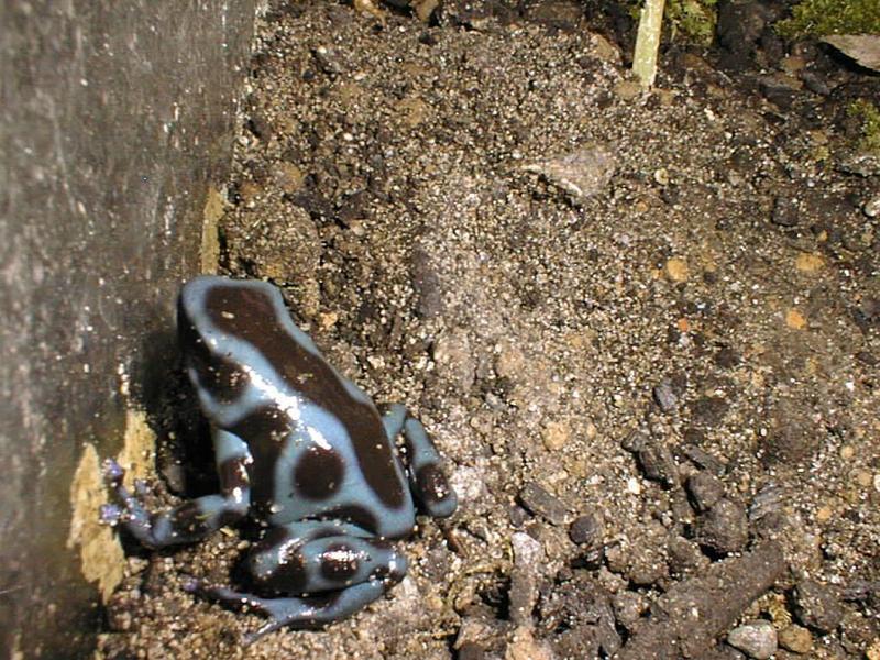 Dendrobates auratus (blue frog); DISPLAY FULL IMAGE.