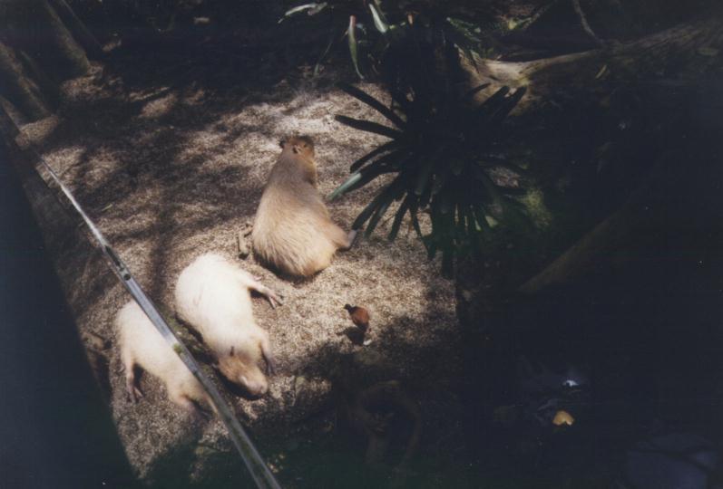 Montreal's Biodome: capybaras.jpg; DISPLAY FULL IMAGE.
