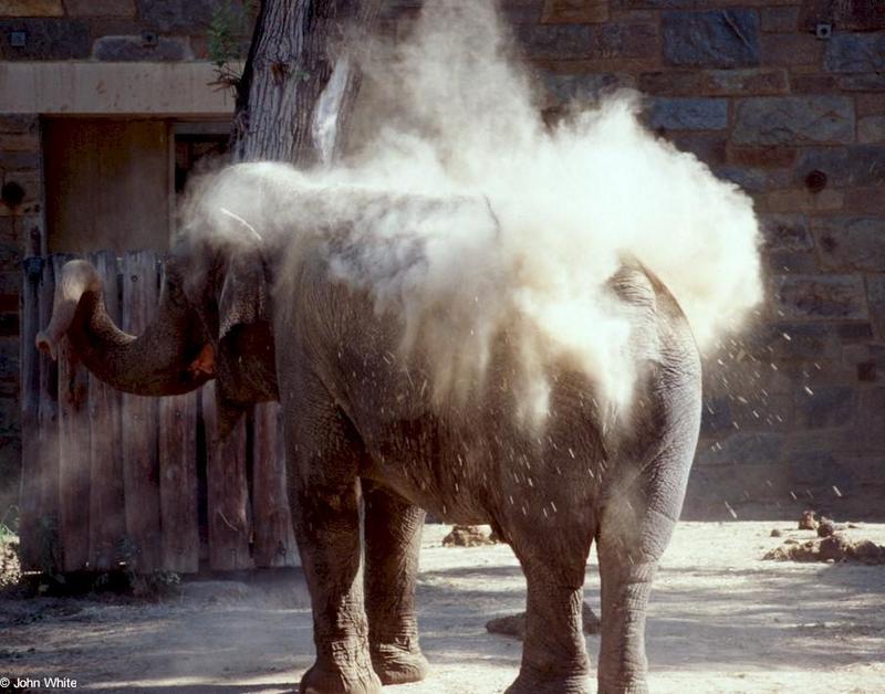 Elephant Dirt Bath #1; DISPLAY FULL IMAGE.